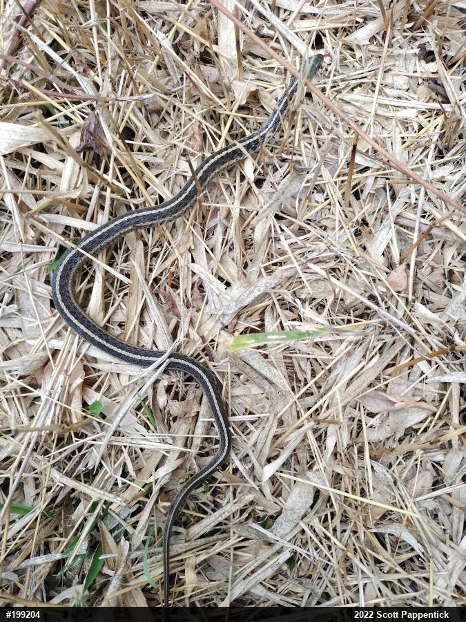 Eastern Gartersnake