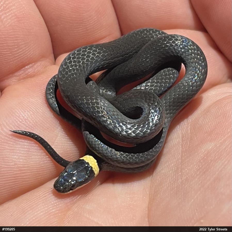 Northern Ring-necked Snake