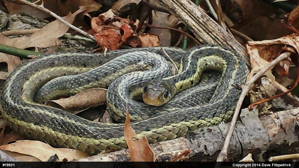 Eastern Gartersnake
