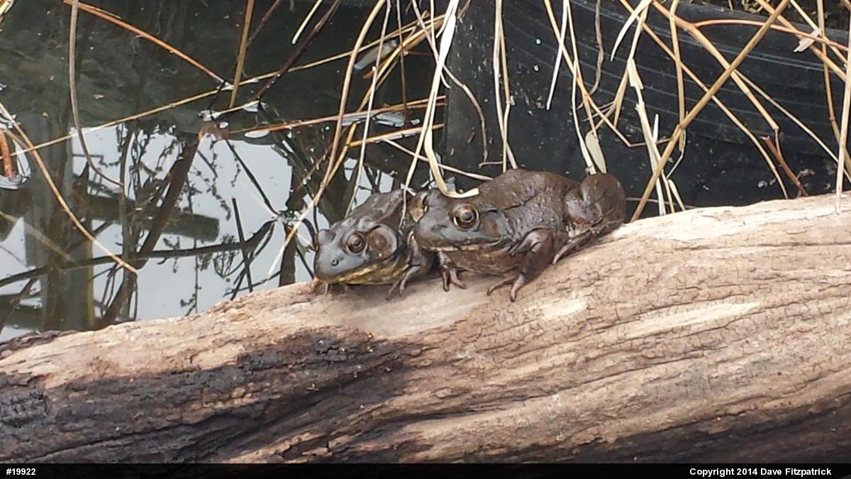 Green Frog