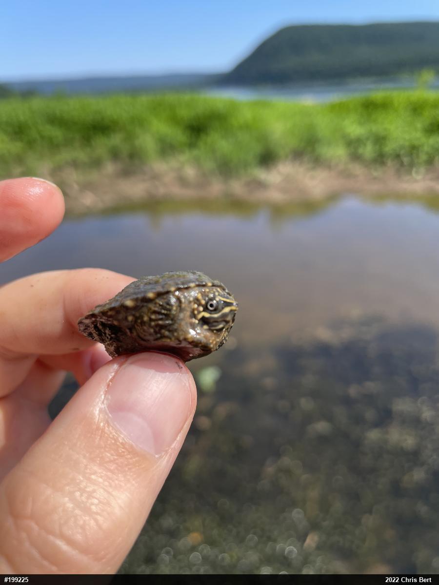 Eastern Musk Turtle