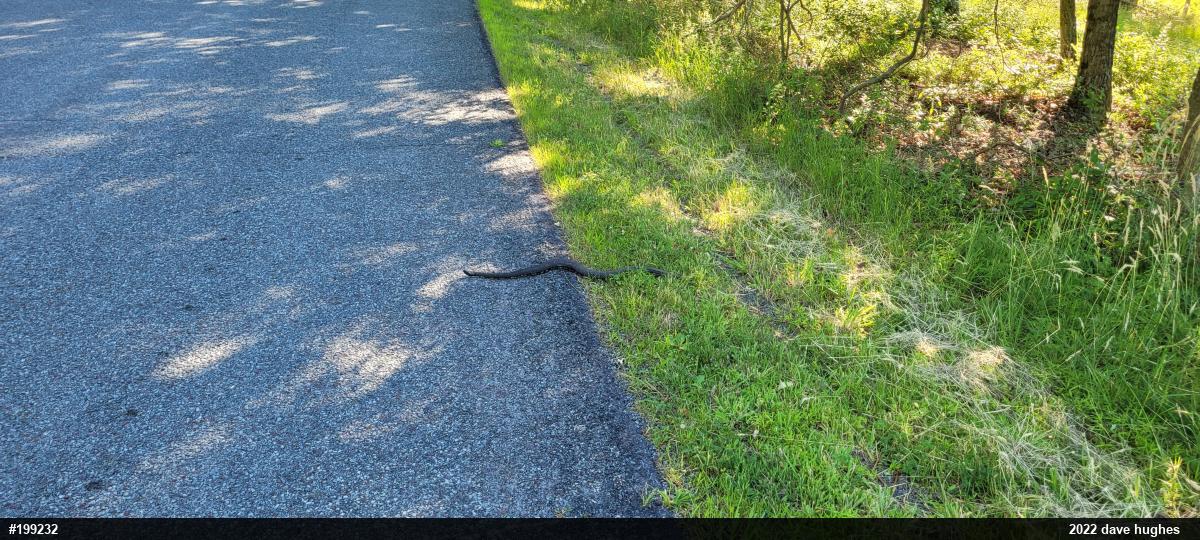 Timber Rattlesnake