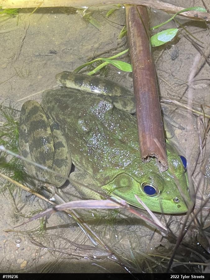 American Bullfrog