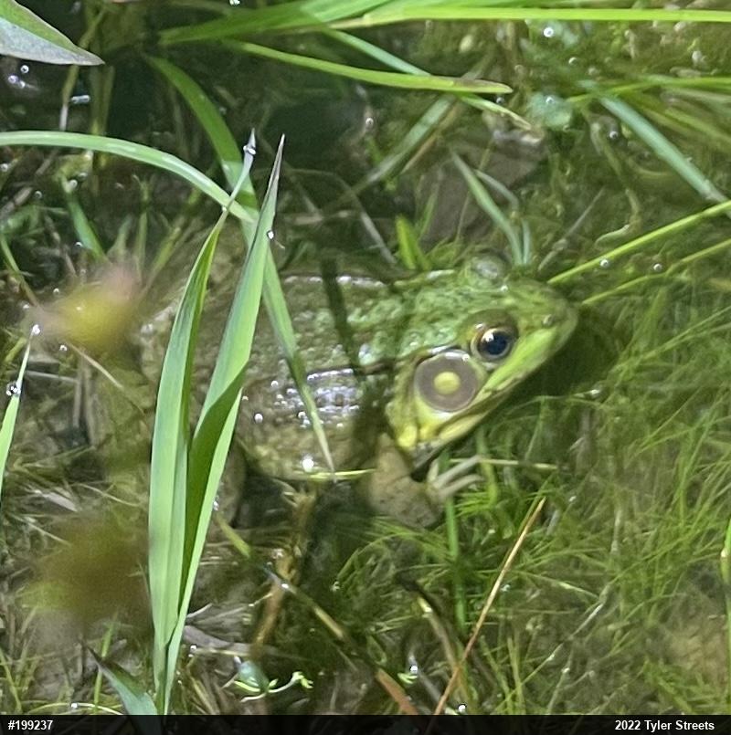 Green Frog