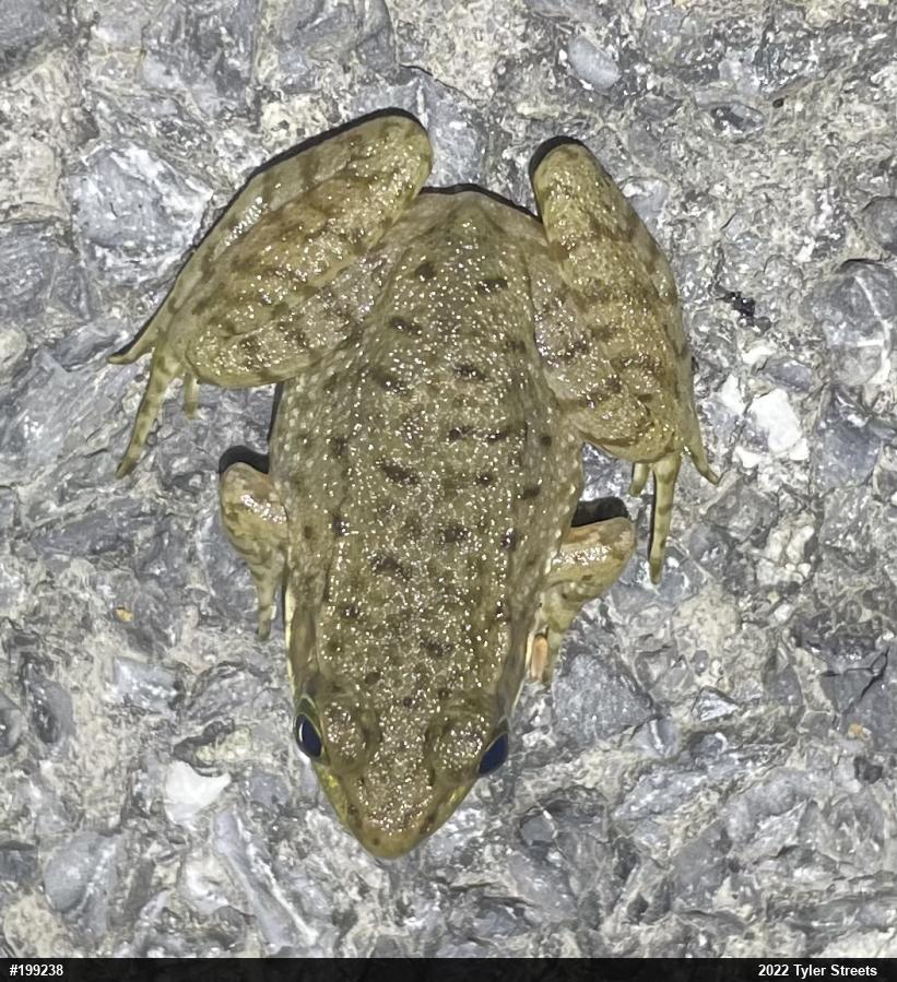 Green Frog