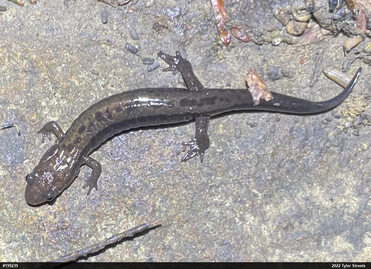 Allegheny Mountain Dusky Salamander