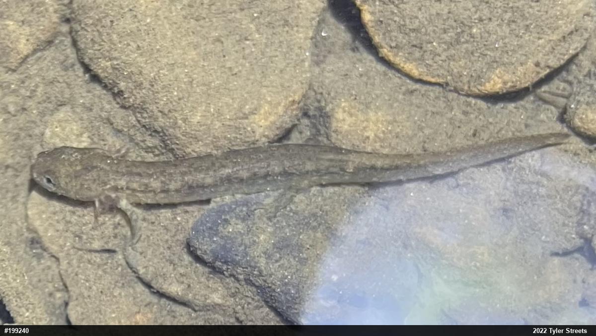 Northern Two-lined Salamander