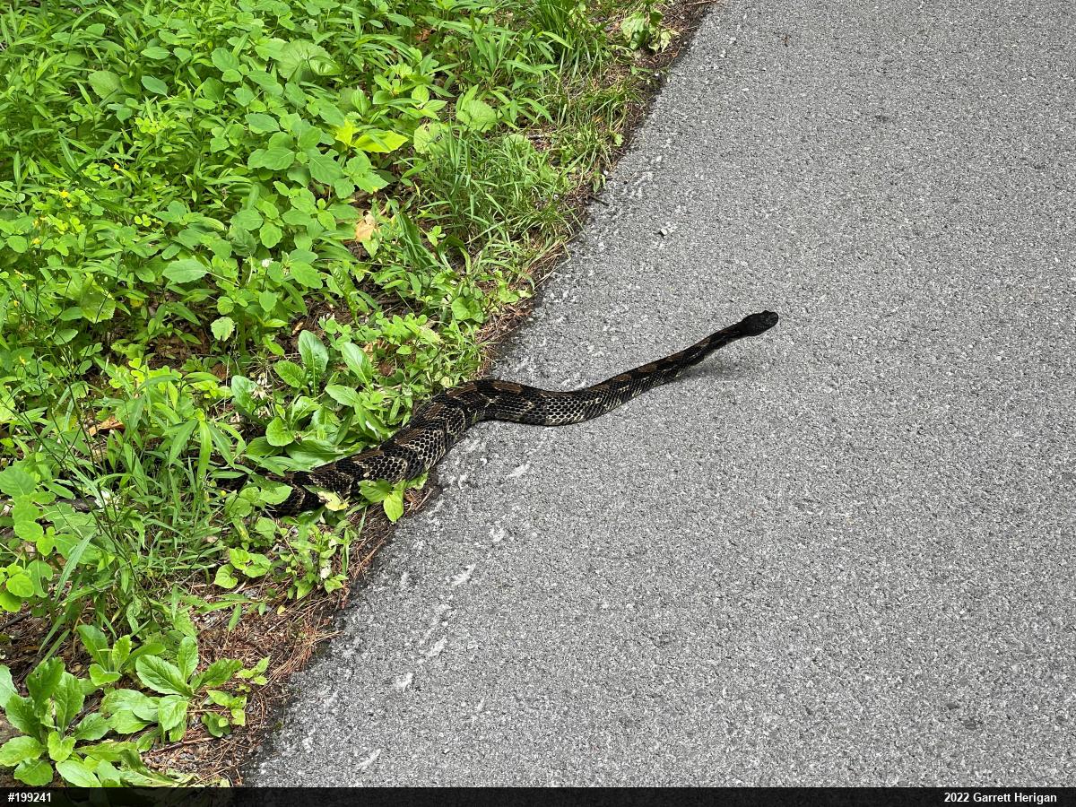 Timber Rattlesnake
