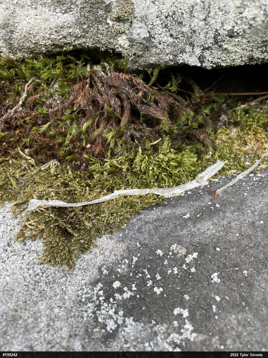 Northern Ring-necked Snake