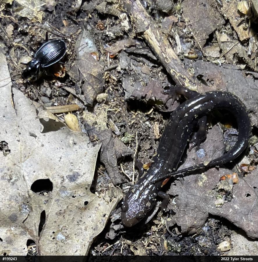 Allegheny Mountain Dusky Salamander