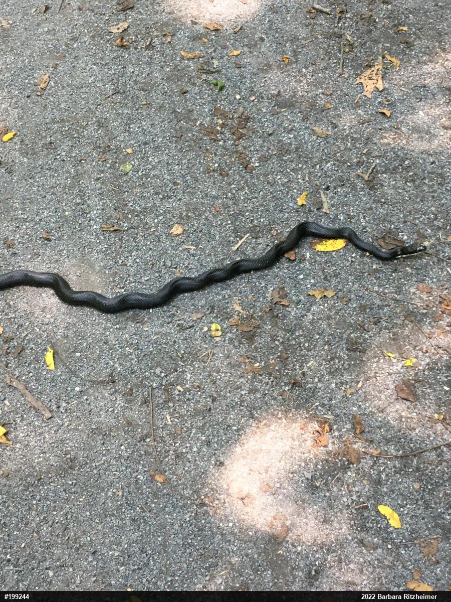Eastern Ratsnake