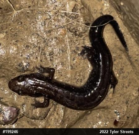 Allegheny Mountain Dusky Salamander