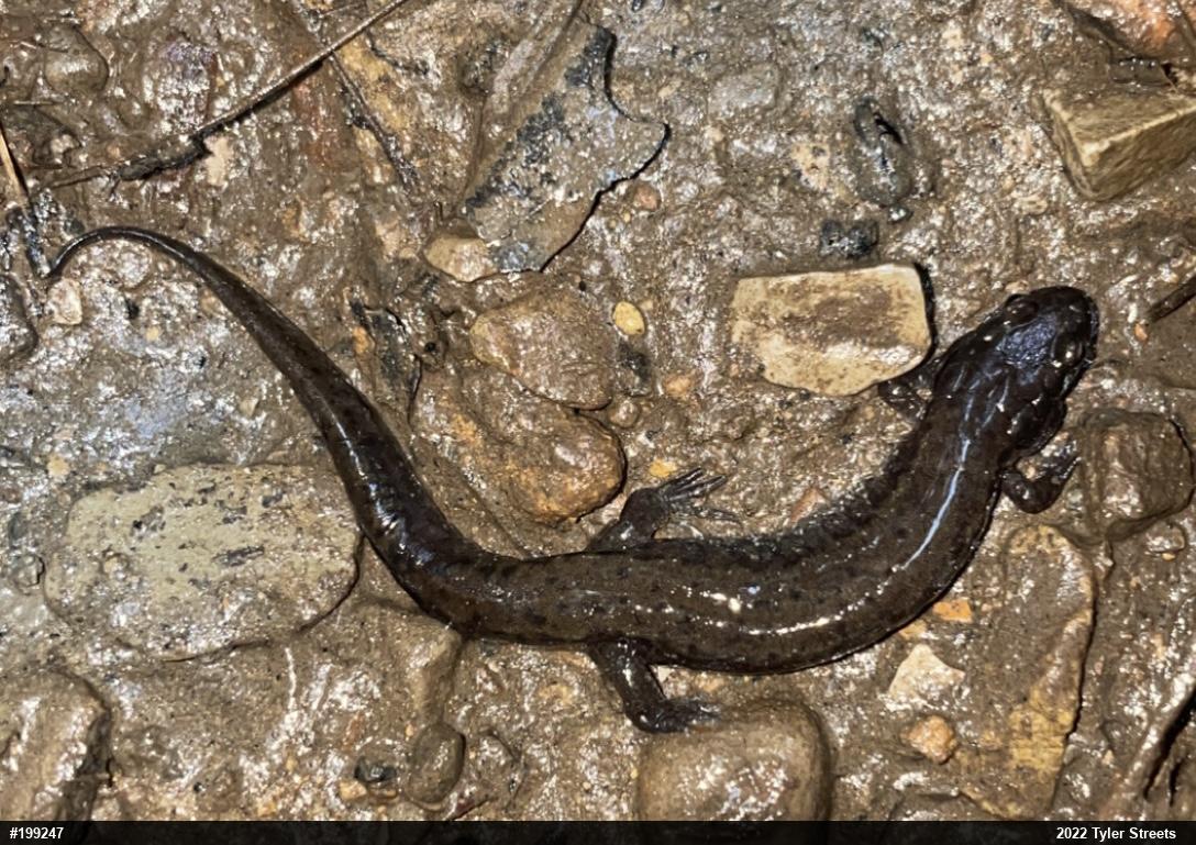 Northern Dusky Salamander