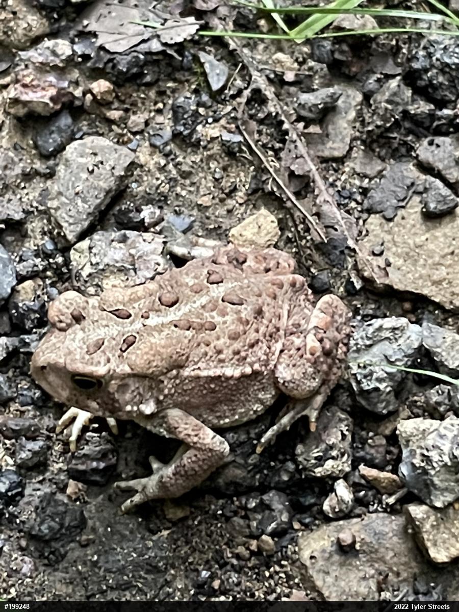 Eastern American Toad