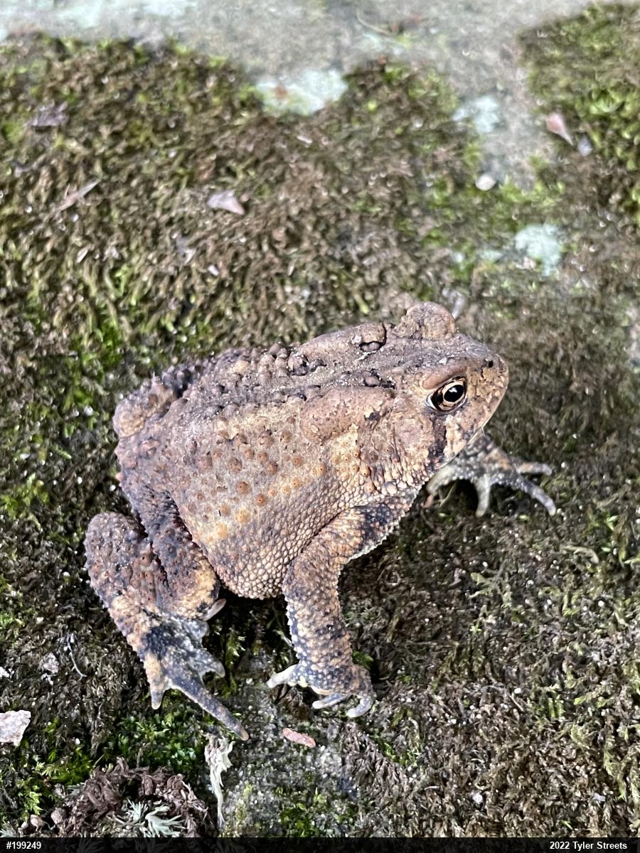 Eastern American Toad