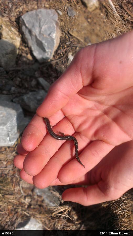 Eastern Red-backed  Salamander