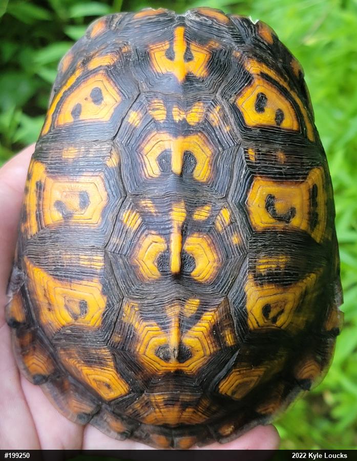 Eastern Box Turtle