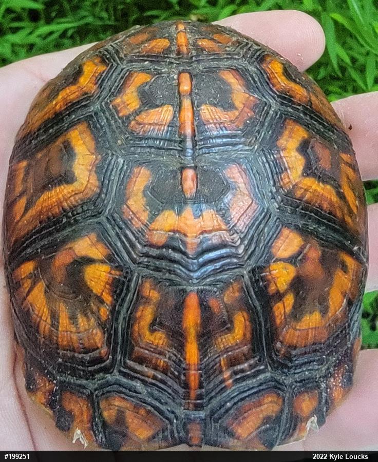 Eastern Box Turtle
