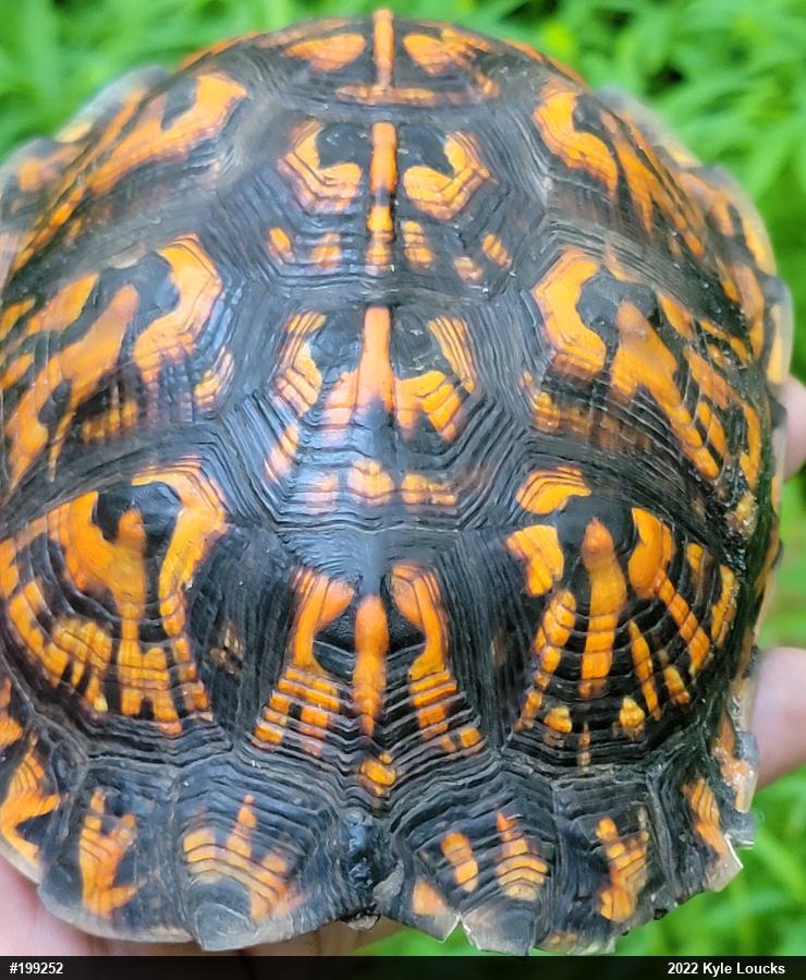 Eastern Box Turtle
