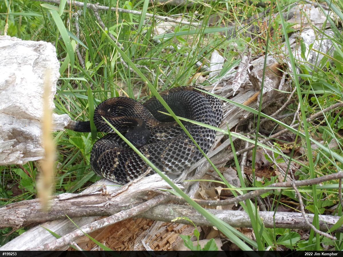 Timber Rattlesnake