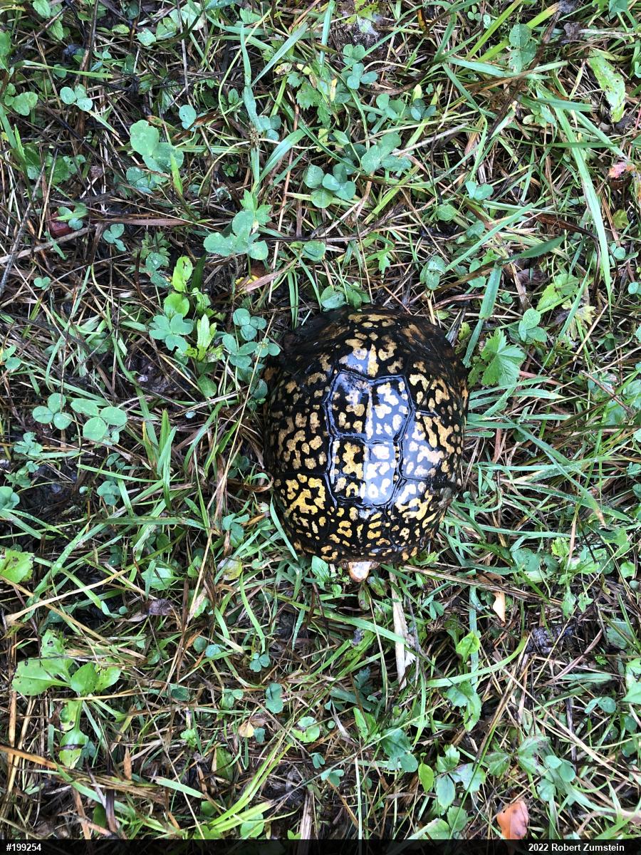 Eastern Box Turtle