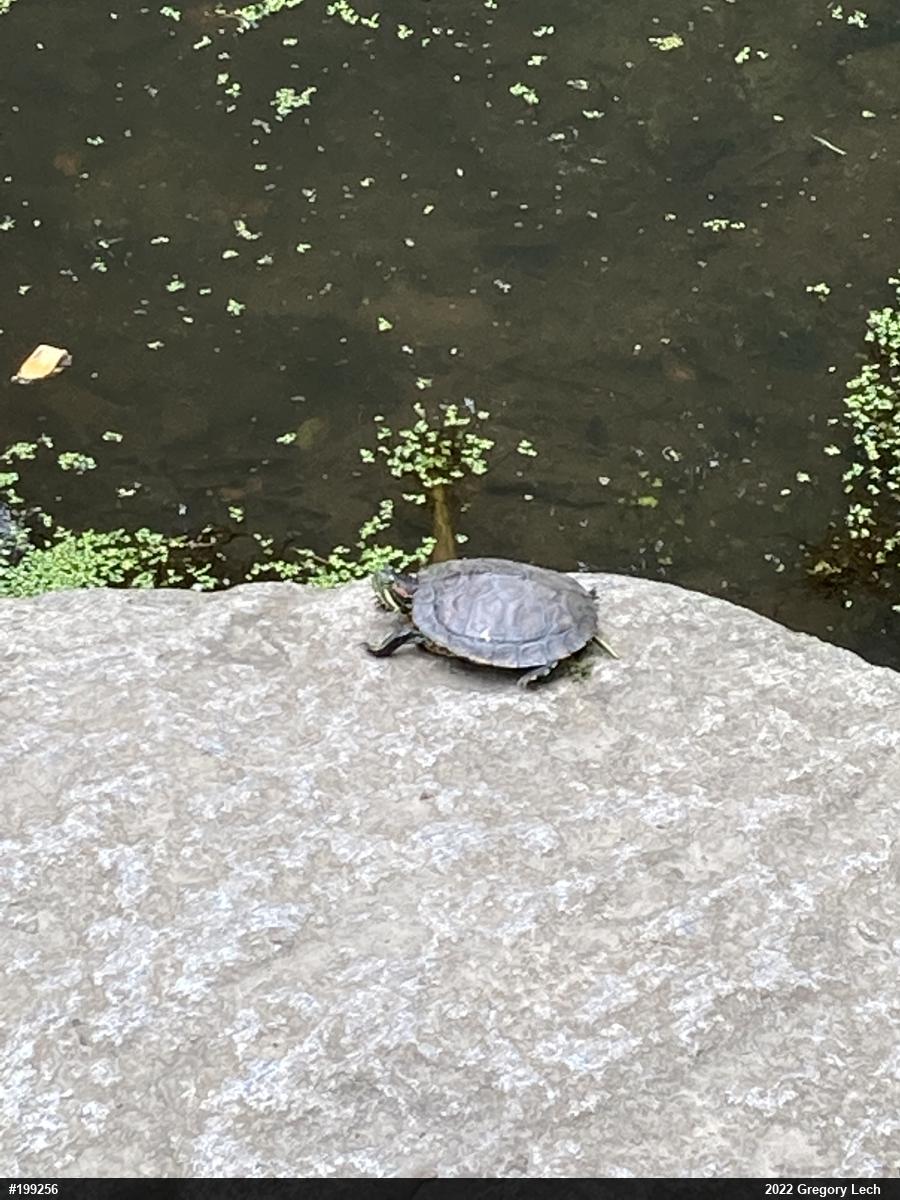 Red-eared Slider