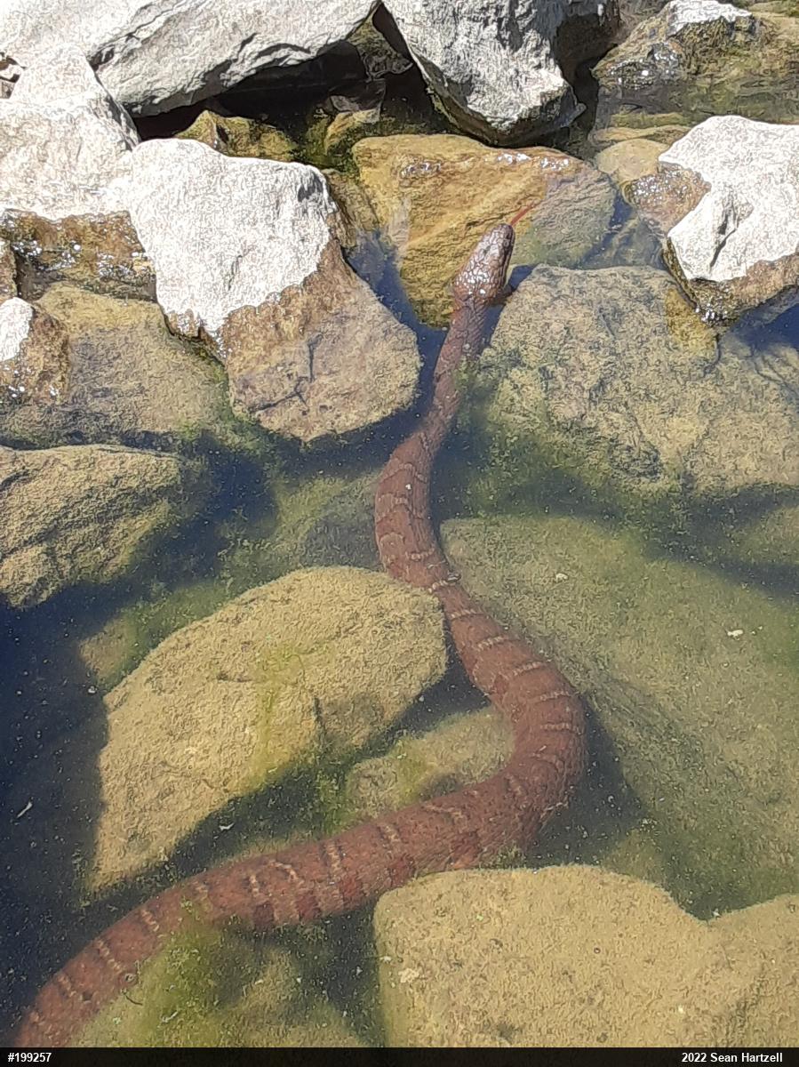 Northern Watersnake