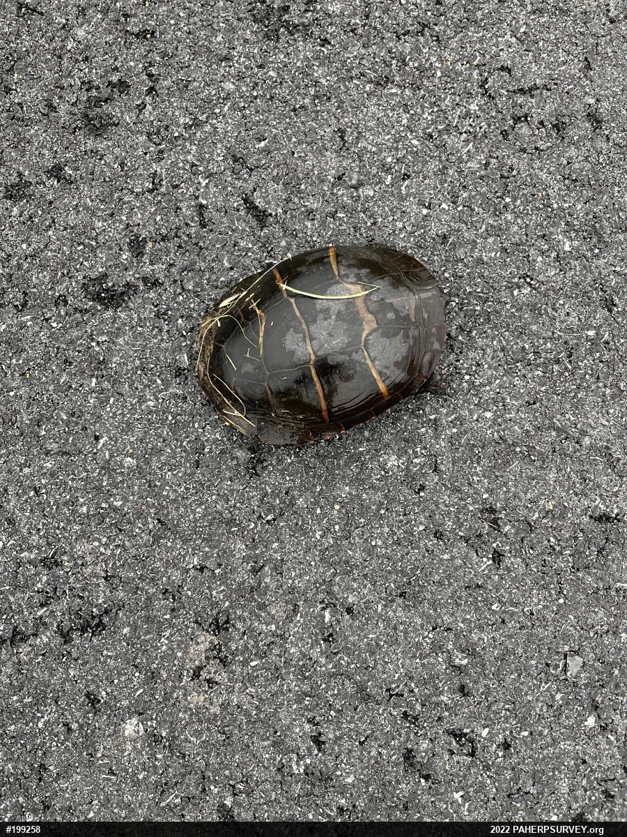 Painted Turtle