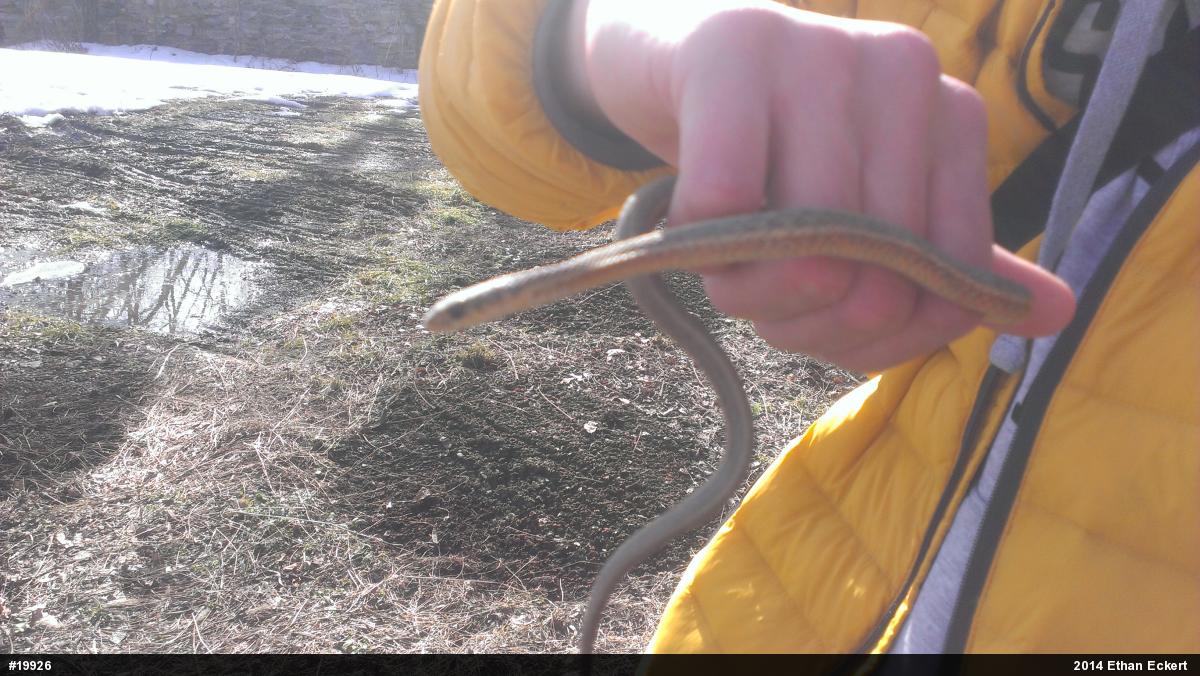 Eastern Gartersnake