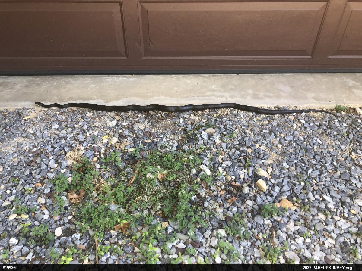 Eastern Ratsnake