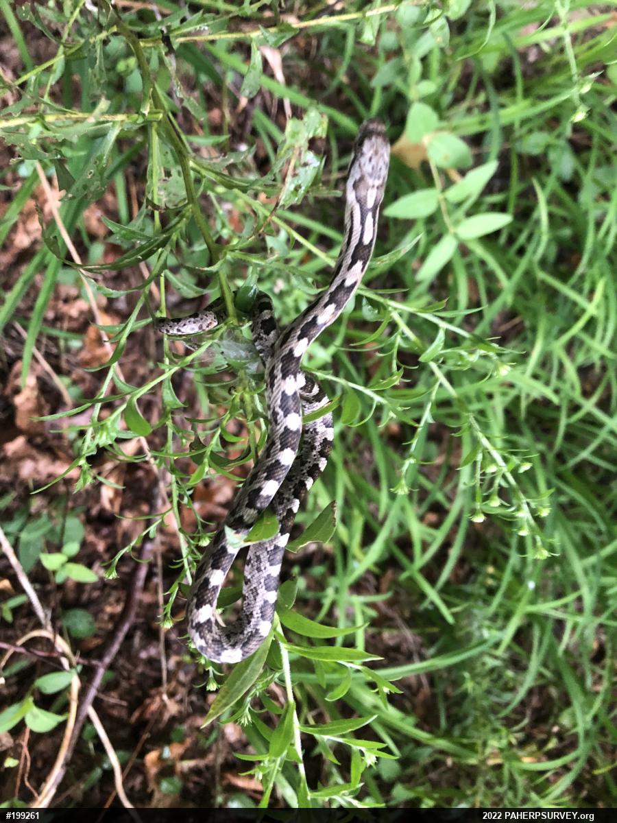 Eastern Ratsnake