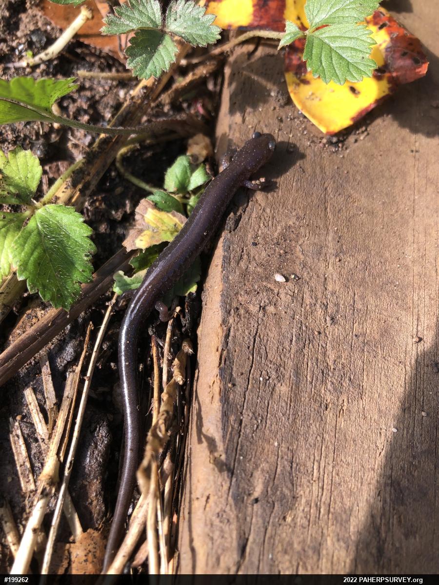 Eastern Red-backed  Salamander