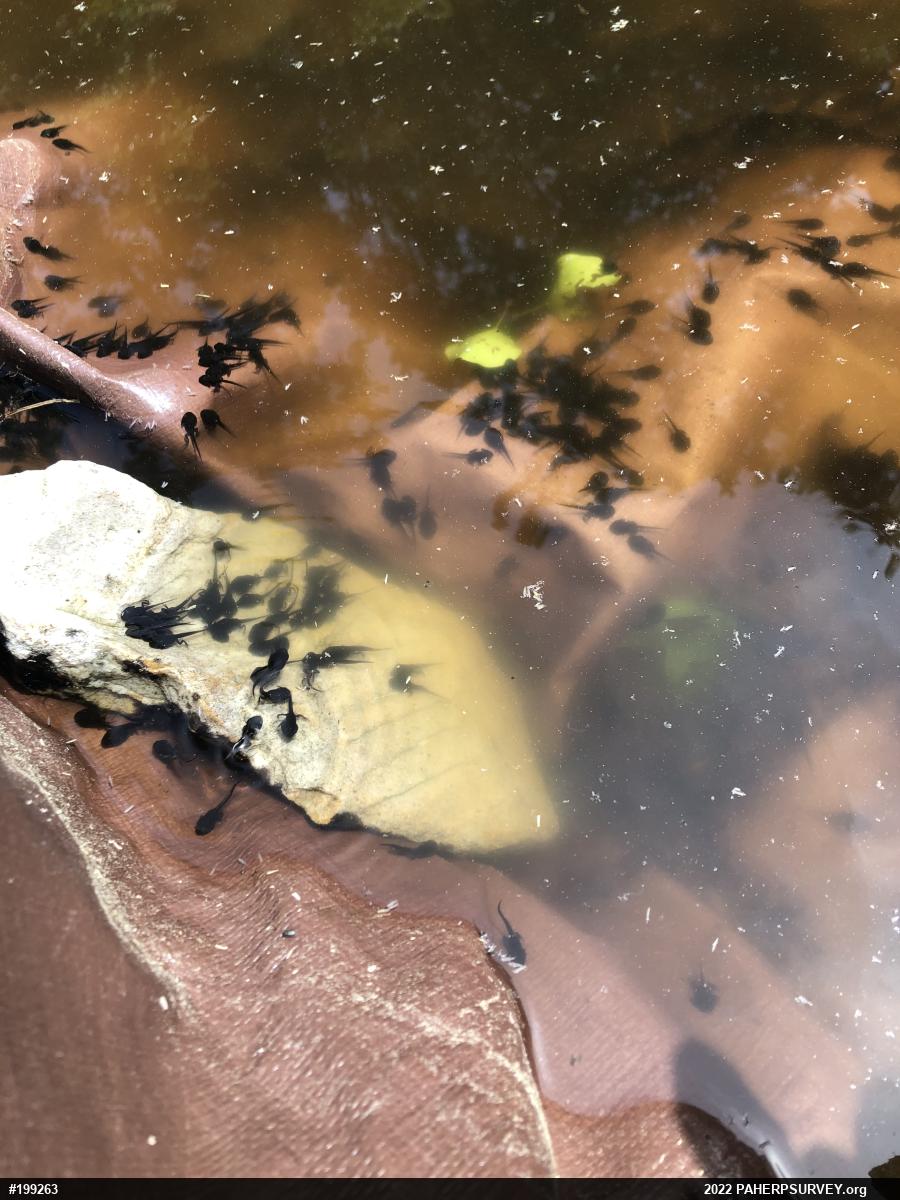 True Toads