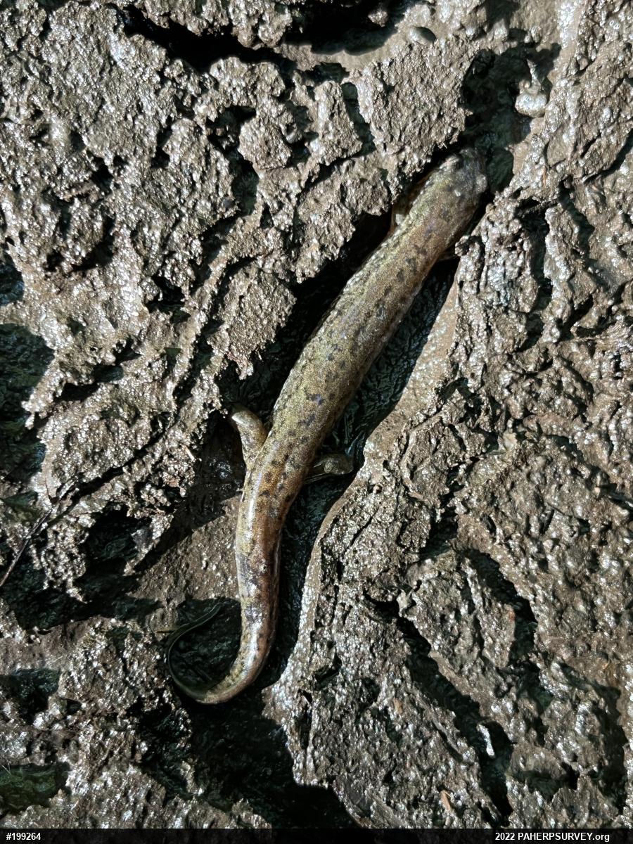 Northern Dusky Salamander