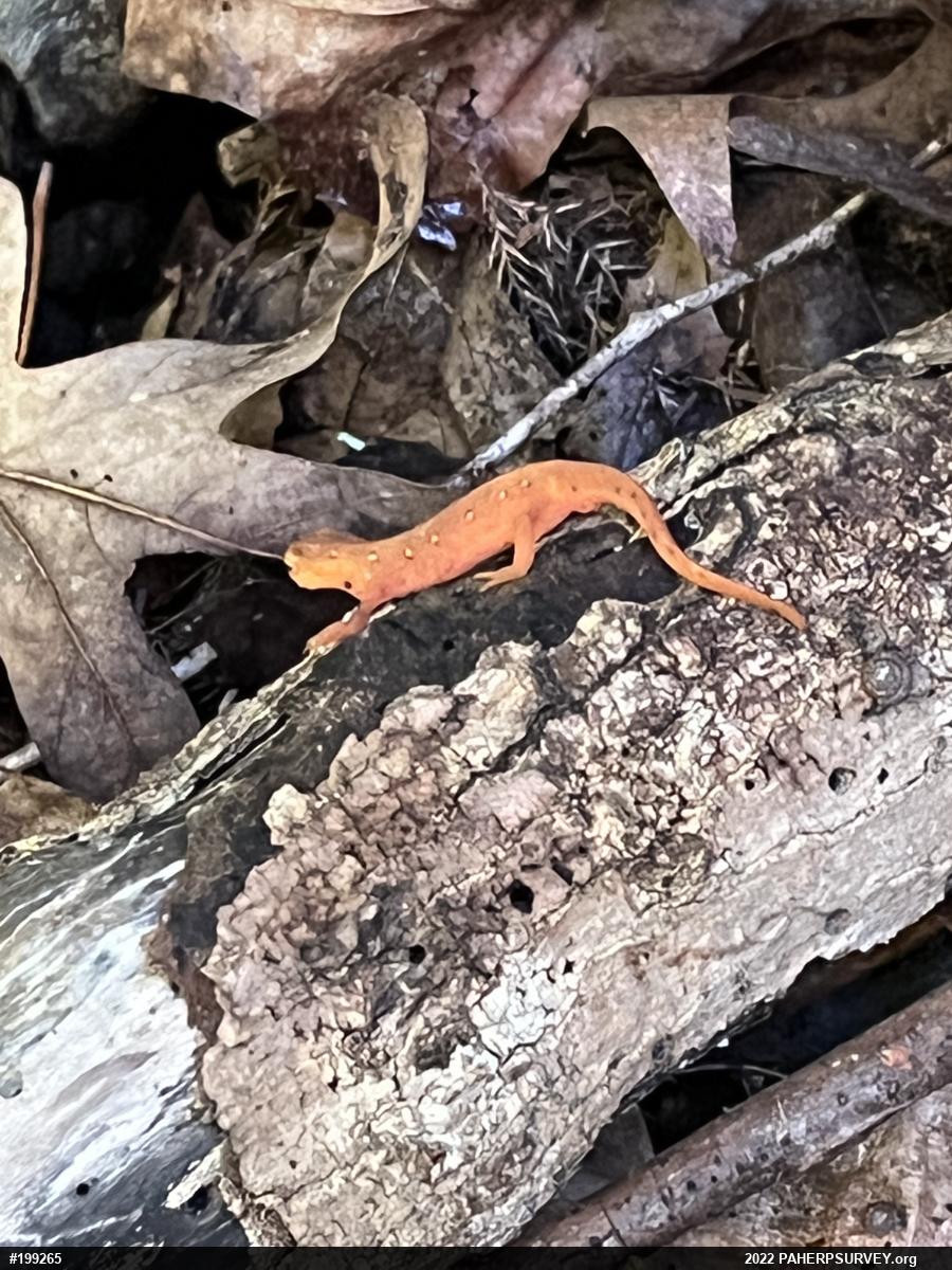 Red-spotted Newt