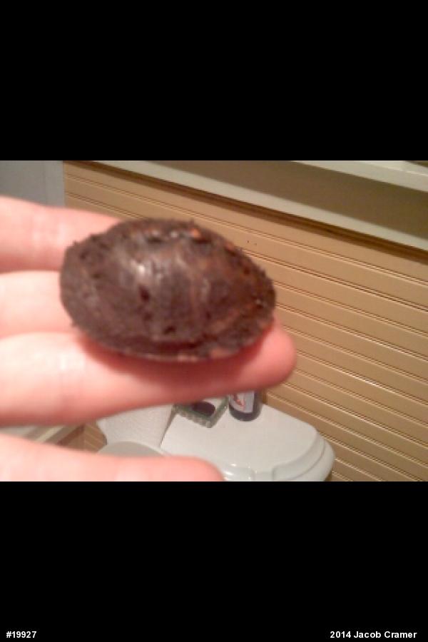 Eastern Box Turtle