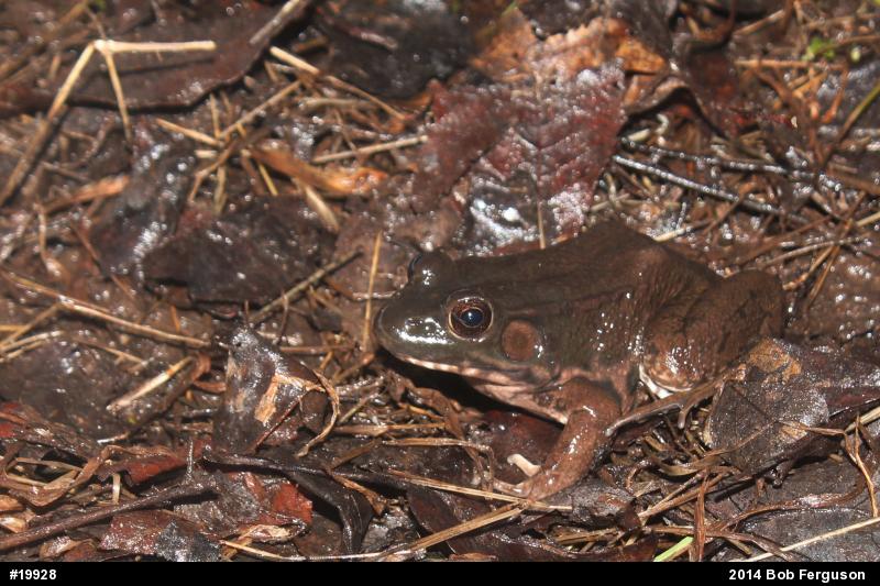 Green Frog
