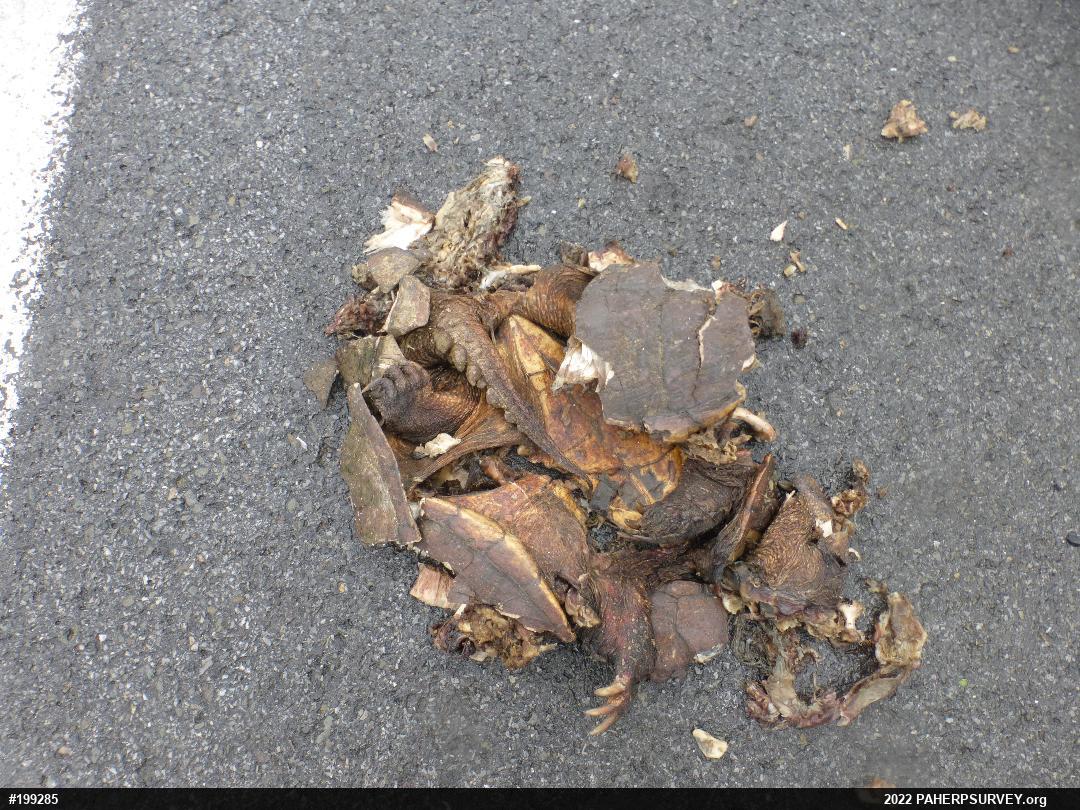 Snapping Turtle