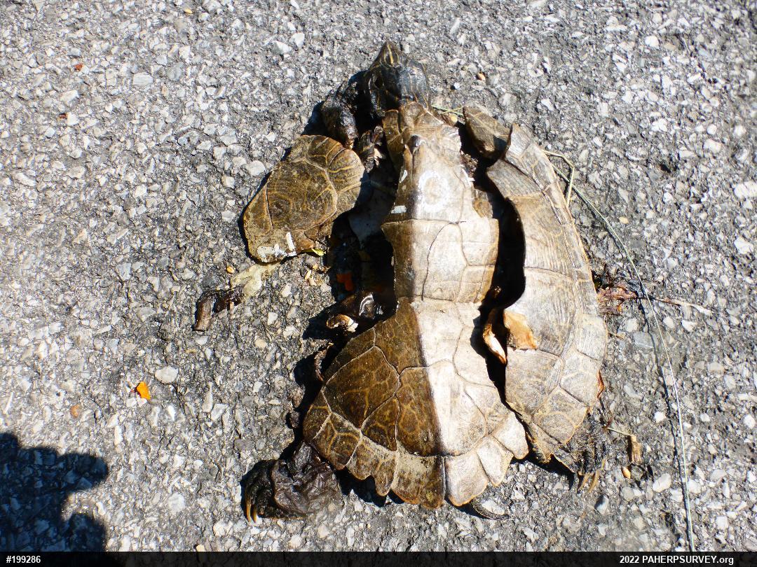 Northern Map Turtle