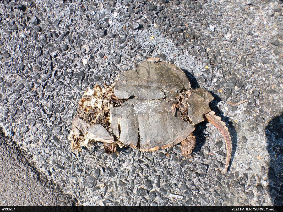 Snapping Turtle