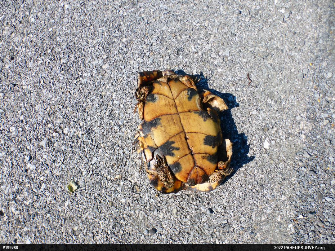 Wood Turtle