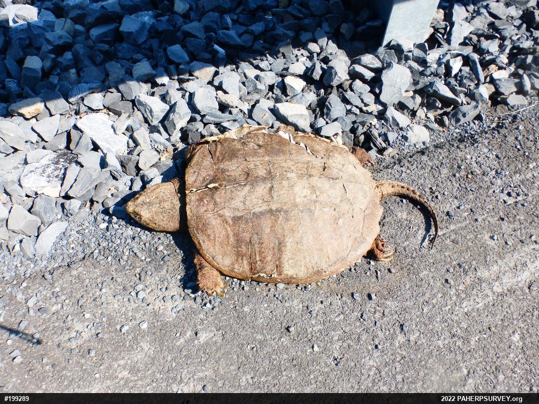 Snapping Turtle