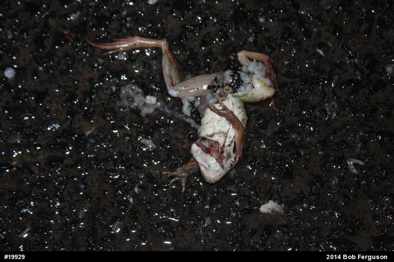 True Frogs