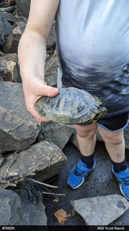 Red-eared Slider