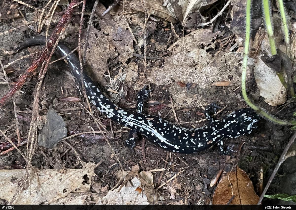 Northern Slimy Salamander