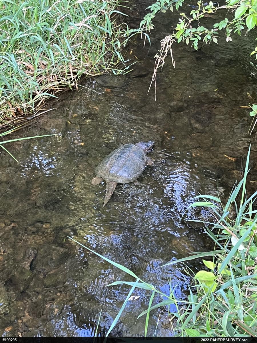 Snapping Turtle