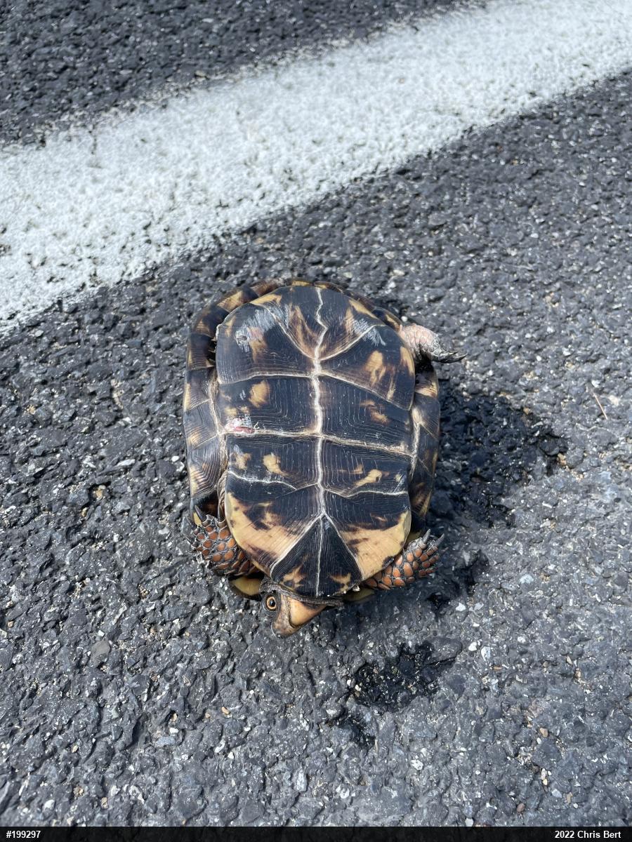 Eastern Box Turtle