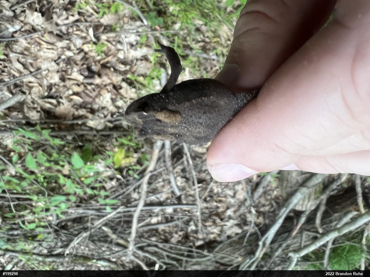 Eastern American Toad