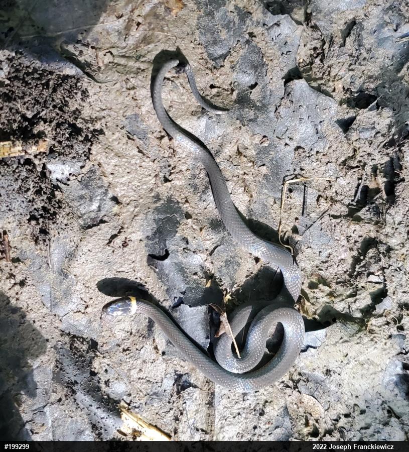 Northern Ring-necked Snake