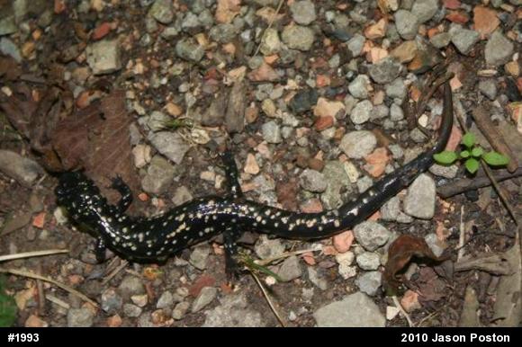 Northern Slimy Salamander